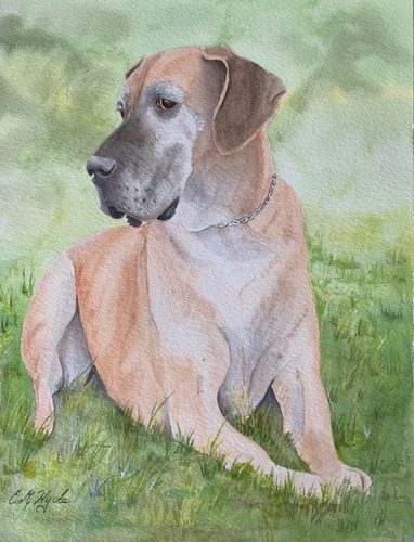 Watercolour, Great Dane.